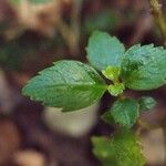 Pilea urticifolia Hostoa