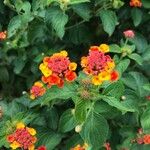 Lantana aculeata Flors