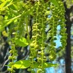 Juglans californica 花