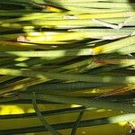 Eleocharis dulcis Лист