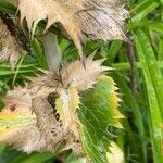 Eryngium giganteum Leaf