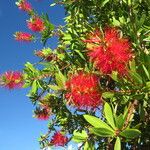 Melaleuca citrina Lorea