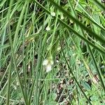 Asperula cynanchica Alkat (teljes növény)