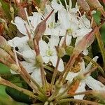 Rhododendron columbianum Flor