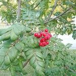 Sorbus aucupariaপাতা