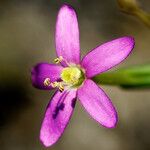 Centaurium tenuiflorum 花