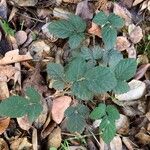 Rubus vestitus Blatt