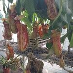 Nepenthes mirabilis Кветка