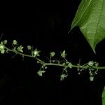 Sechium pittieri Altro