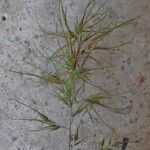 Poa bulbosa Агульны выгляд