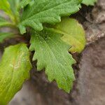 Senecio squalidus ഇല