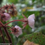 Dombeya befotakensis Flor