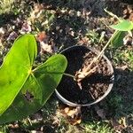 Anthurium faustomirandae Yaprak