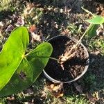 Anthurium faustomirandae Листок