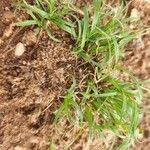 Microchloa kunthii Blatt