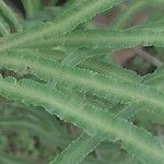 Pteris cretica Leaf