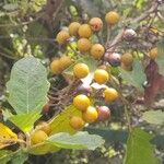 Solanum stellatiglandulosum Fruto
