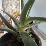 Aloe vera Folha