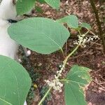 Reynoutria japonica Hostoa