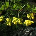 Berberis karnaliensis