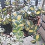 Sedum sieboldii Hoja