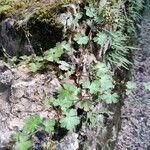 Geranium lucidum Leaf