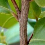Camellia sasanqua Corteza