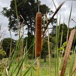 Typha orientalis 果實