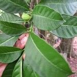 Tabernaemontana citrifolia Fruit