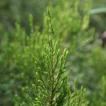 Erica arborescens Leaf