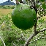 Strychnos spinosa Frucht
