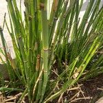 Equisetum giganteum Кара