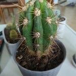 Lobivia bridgesii Frunză