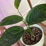 Monstera siltepecana Leaf