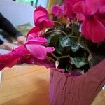 Cyclamen spp. List