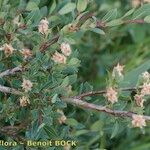 Salix caesia Mosusu