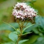 Eupatorium cannabinum Flower