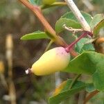 Berberis aetnensis Плод