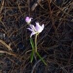 Cephalanthera rubra Floare