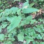 Stachys sylvatica Hábito