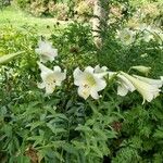 Lilium longiflorum Plante entière