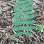 Chamaecrista fasciculata Blatt