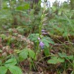 Hemipilia cucullata Kvet