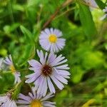 Symphyotrichum puniceum Flower