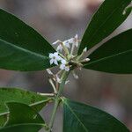 Acokanthera oppositifolia Flor
