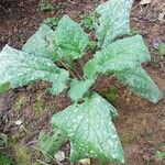 Borago officinalisBlad