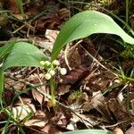 Convallaria majalis Plante entière