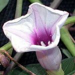 Ipomoea heptaphylla Blüte
