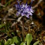 Phyteuma globulariifolium 其他