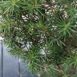 Juniperus rigida Lehti